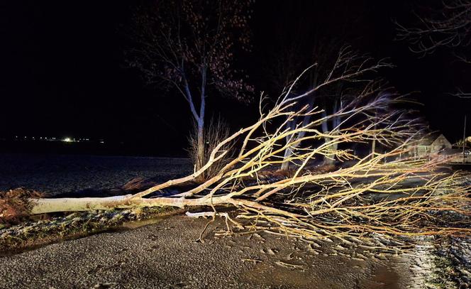 Wichura na Dolnym Śląsku. Powalone drzewa, uszkodzone samochody. Niemal 200 interwencji strażaków