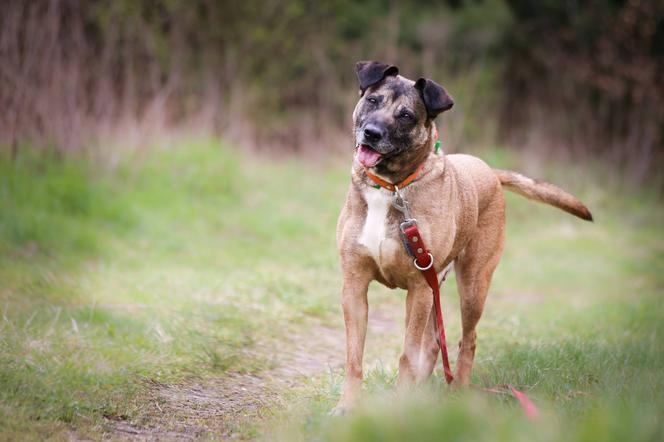 Zoofinka czeka na nowy dom. Adoptuj psa ze schroniska w Białymstoku