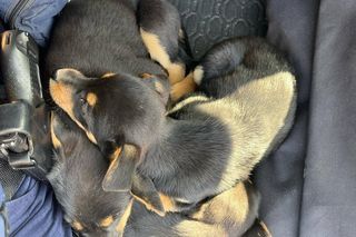 Szczeniaki porzucone na polu niedaleko Jarocina