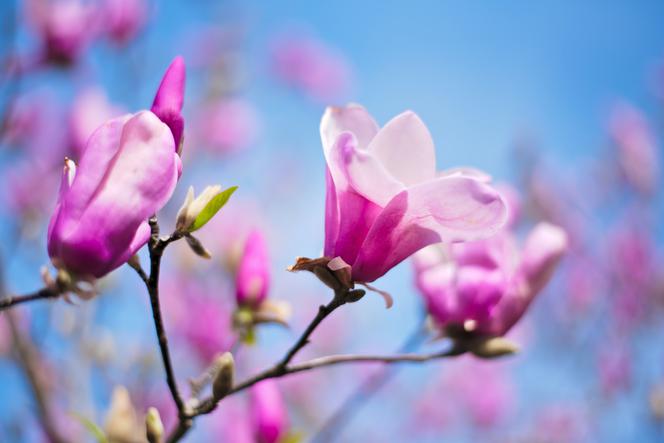 Pojawią się m.in. platany, magnolie, tulipanowce i miłorzęby. Zarząd Zieleni Miejskiej w Rzeszowie już planuje wiosenne nasadzenia