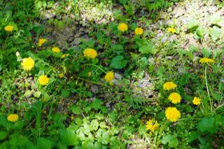 Wiosna na poznańskiej Cytadeli