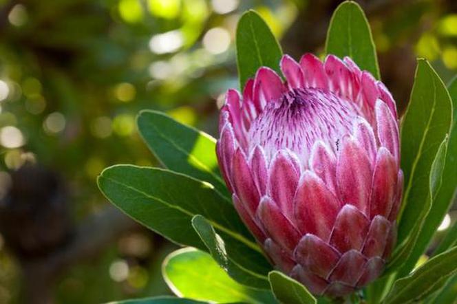 Protea