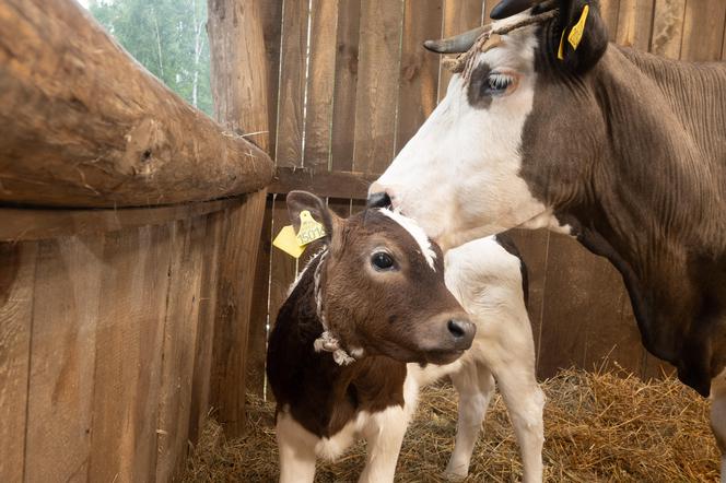 Farma 3: Renia ma szansę na finał! Ostatnio pięknie wyjaśniła Tobiasza