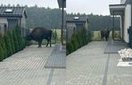 Żubr na wolności. Pajor uciekł z prywatnej zagrody
