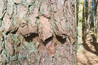 Sosna kołnierzykowata