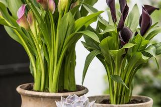 Kalia (Zantedeschia) 