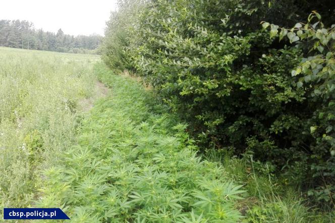 Podlasie: Zabezpieczono 21 kg marihuany i dwie plantacje konopi indyjskich