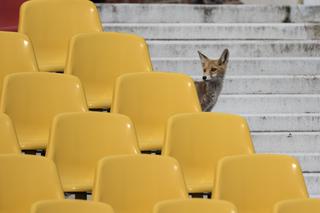 Lisy na stadionie we Wrocławiu