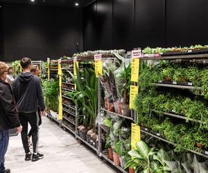 Festiwal Roślin Katowice 2025. Ceny już od 5 zł. Zobacz, jakie perełki można upolować w MCK!