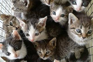 Mnóstwo kociaków czeka na nowy dom [ZDJĘCIA] Wrocławianie masowo oddają do schroniska małe kotki [AUDIO]