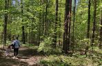 Arboretum w Kopnej Górze. Puszcza w pigułce