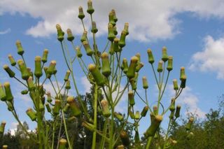 Inwazja obcych w woj. warmińsko-mazurskim. Te gatunki niszczą ekosystem