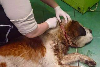 [DRASTYCZNE ZDJĘCIA] PORZUCONY PIES.