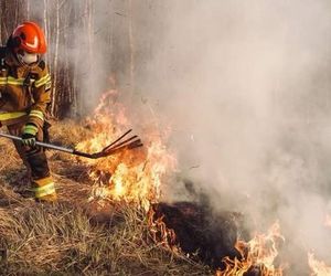 Mazowsze płonie. Ponad 300 pożarów w dwa dni. Strażacy biją na alarm!