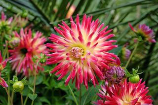 Dalia kaktusowa 'Tahiti Sunrise'