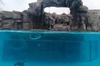 Kowalski, Rico, Szeregowy i Skipper szczerzyli ząbki. Pingwiny z Chorzowa wróciły do zoo