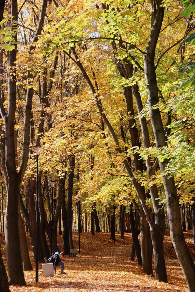 Park Miejski, Starachowice