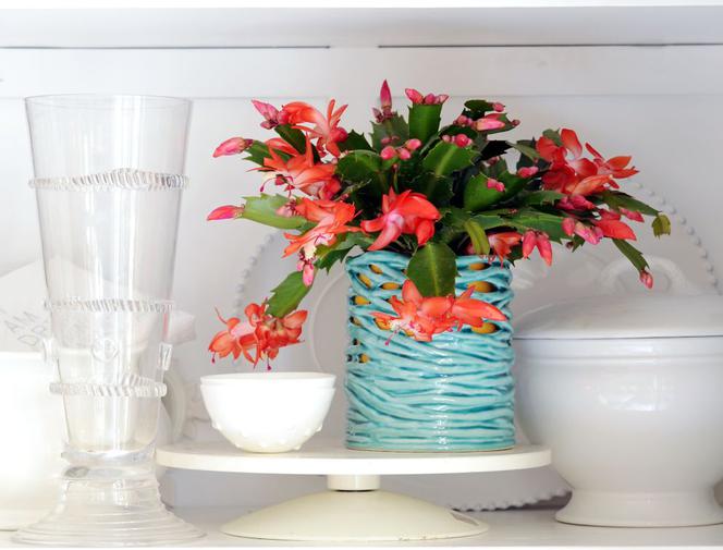 Szlumbergera = Zygokaktus = Grudnik