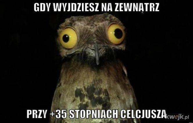 Do Polski dotarła fala gorąca. Te memy na temat upalnych dni rozbawią wszystkich do łez!