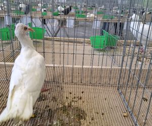 Kalisz. Rasowe gołębie, drób i króliki można podziwiać w hali OSRiR