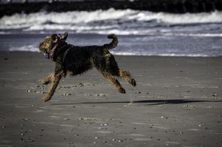 Gdzie z psem na plażę w Gdyni? Sprawdź aktualne zasady!
