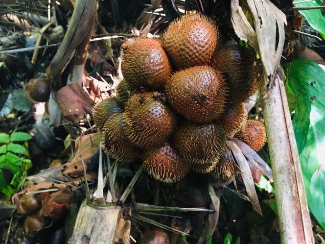 Salak, czyli wężowa palma