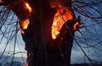 Pod Bydgoszczą ktoś podpalił drzewo. Zobaczcie zdjęcia!