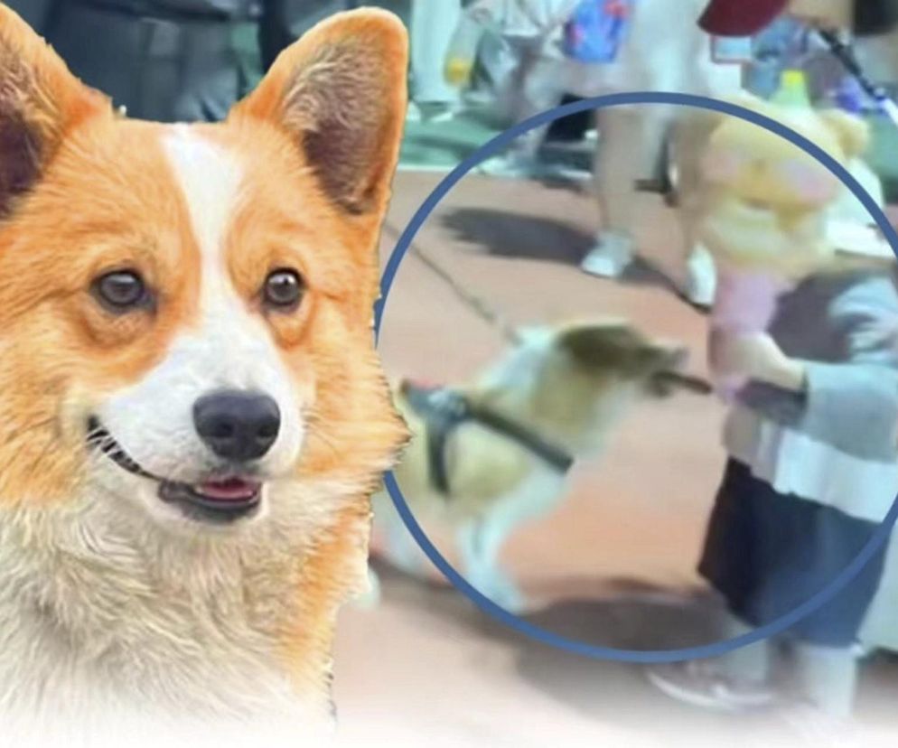  Chiński pies policyjny rasy corgi podbija internet. Ukradł dziecku kiełbasę
