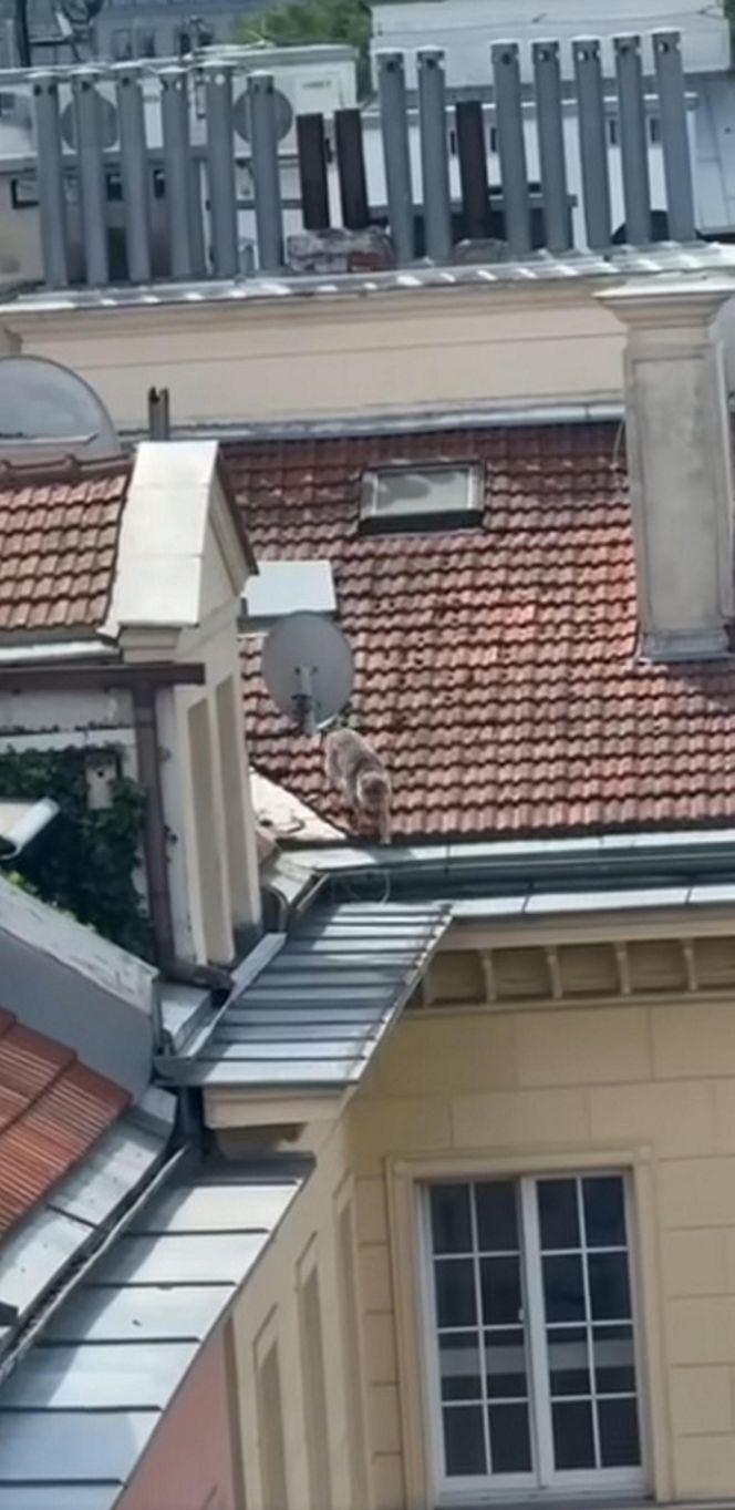 Niezwykła akcja strażaków na Nowym Świecie. Pies hasał po dachu kamienicy