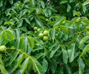 Liście orzecha włoskiego - właściwości i zastosowanie