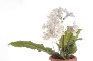 Skrętnik (Streptocarpus)