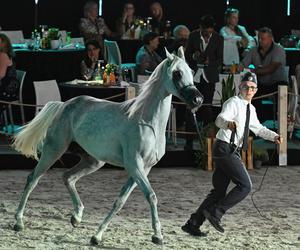 Porażka Pride of Poland 2024? Zyski są zdecydowanie niższe niż rok temu