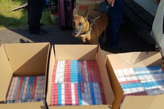Lubelskie: Draba w akcji. Policyjny pies znalazł 46 tys. szt. papierosów