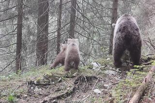 Niezwykłe nagranie fotopułapki z Tatr. Niedźwiedzica przyłapana z młodymi! TPN ostrzega turystów [WIDEO]