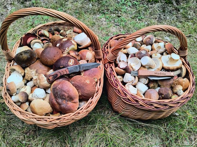 Wysyp grzybów w woj. świętokrzyskim. „Rosną jak na drożdżach”. Mamy zdjęcia!