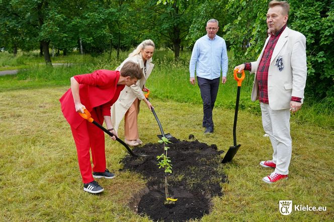 Dąb Kubuś - potomek Bartka - posadzony w Kielcach