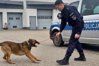 Magister zdał kolejny egzamin! Pijany kierowca nie miał z nim szans