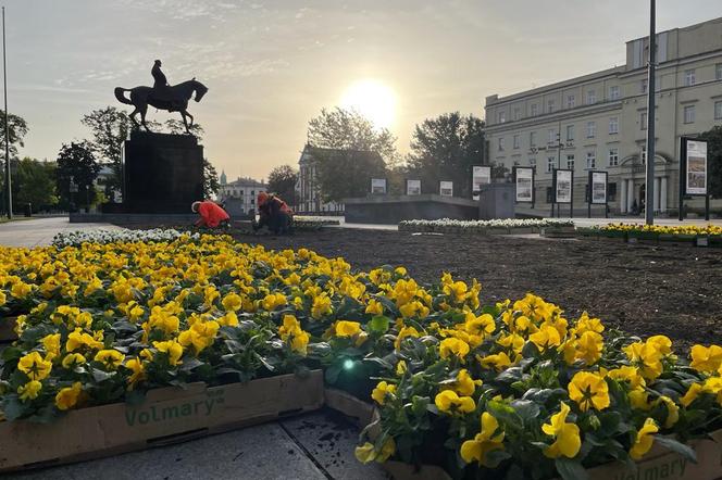 Lublin zmienia ubarwienie na jesień. Ulice ozdobią różnokolorowe bratki