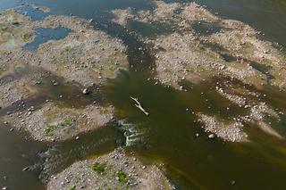 Wisła wysycha - rekordowo nisko poziom wody. Zobacz zdjęcia