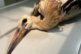 Zrobią bocianowi skrzydło ze sztuczną kością