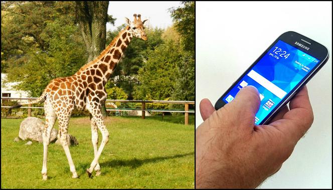Zoo Łódź: Którędy do motylarni? Jak dojść do żyraf? Sprawdź na smartfonie!