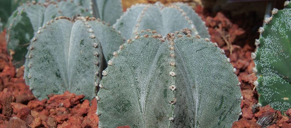 Astrophytum myriostigma