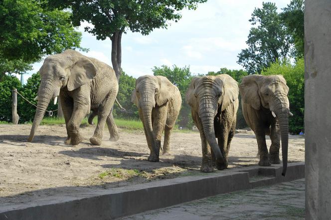 Słonie z warszawskiego zoo