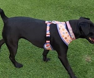 Polka oskarża PETA o kradzież psa