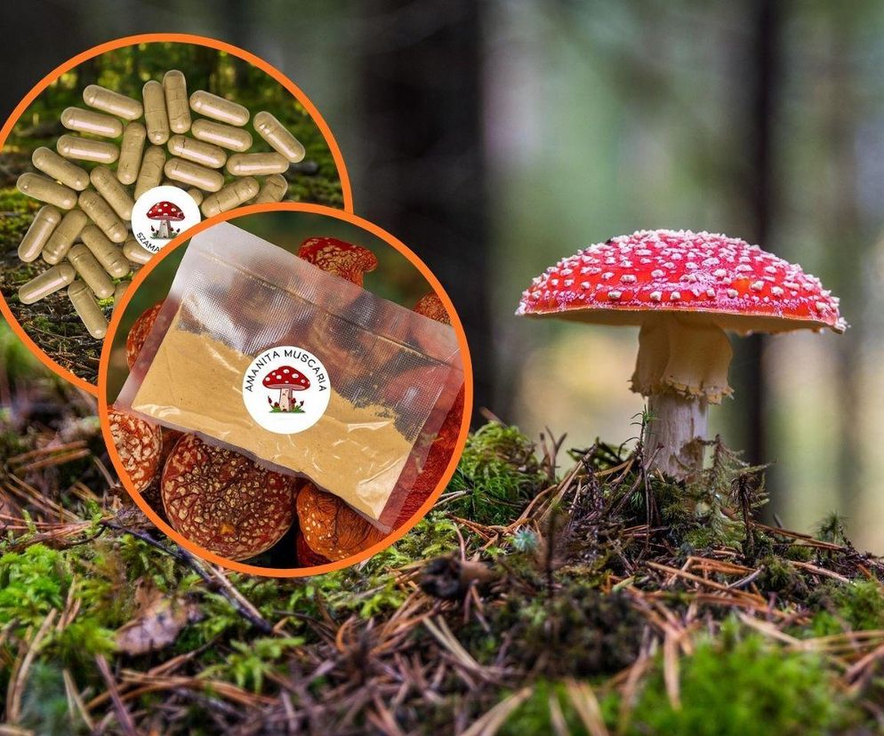 W sieci kwitnie handel muchomorem czerwonym