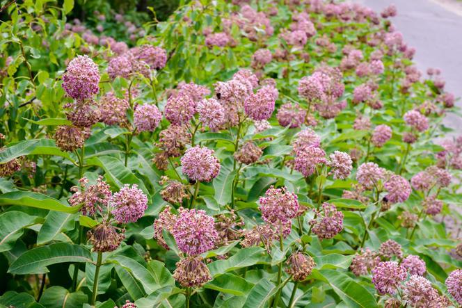 Trojeść amerykańska - Asclepias syriaca