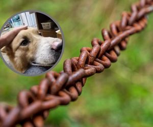 Kolczatka prawie wrosła mu w szyję. Pies w tragicznym stanie znaleziony na Podkarpaciu