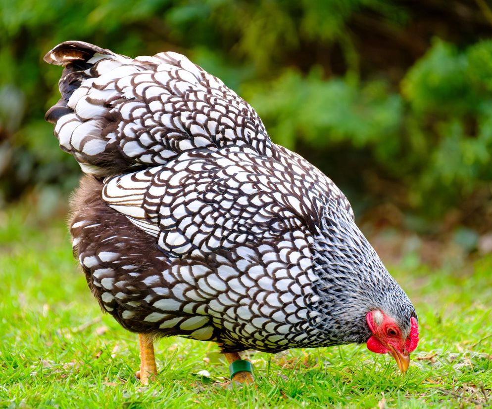 Jedni mają psy, inni koty, a ja hoduję kury. Najpiękniejsze ptactwo ozdobne