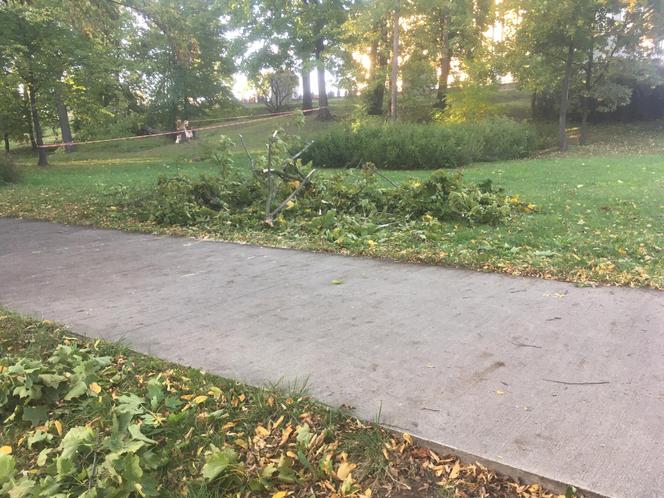 Powiśle. Halny łamał gigantyczne drzewa jak zapałki i przewracał je na samochody!