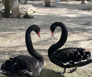 Szalone Małpki nagrywały teledysk w ZOO Leśne Zacisze pod Kielcami